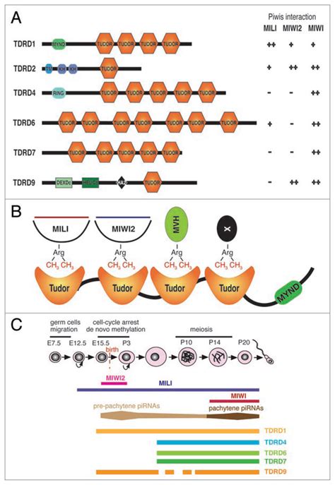 tudor protein structure